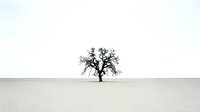 Solitary bare tree standing in vast desert landscape with minimal vegetation and overcast sky, suitable for environmental and conceptual design projects.