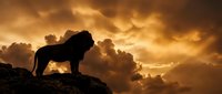 Majestic lion silhouette standing on rocky cliff against dramatic golden sunset sky with storm clouds for wildlife photography and nature designs.