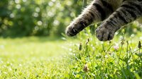 Tabby cat paws reaching toward fresh green grass in sunny garden, close-up of feline exploring outdoor nature environment.