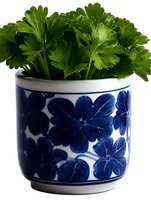 Fresh parsley leaves in traditional blue and white ceramic pot with floral pattern, isolated on white background for culinary and gardening concepts.
