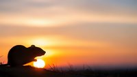Silhouette of small rodent against dramatic sunset sky with warm orange and pink colors creating peaceful wildlife scene for nature photography projects.