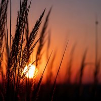 Golden sunset through tall grass silhouettes creating warm atmospheric lighting for nature and landscape photography projects.