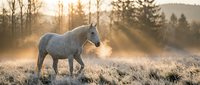 Gray horse walking through frost-covered meadow at sunrise with misty forest backdrop, suitable for equestrian, nature, and wildlife stock imagery.