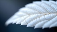 White feather with intricate texture and delicate details on dark background for nature and organic design projects.