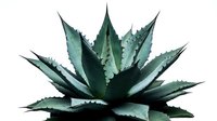 Agave plant with thick pointed leaves isolated on white background, suitable for botanical designs, gardening content, and nature-themed projects.