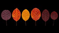 Autumn leaves in various shades of red, orange, and burgundy isolated on transparent background. Ready for t-shirt designs, clipart, stickers, sublimation, and print-on-demand projects.