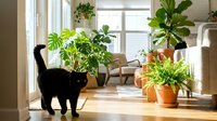 Black cat exploring sunny living room filled with lush green houseplants in terracotta pots near large windows creating peaceful indoor garden atmosphere.