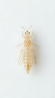Pale termite specimen isolated on white background, displaying segmented body, antennae, and translucent wings. Suitable for educational, scientific, and design applications.