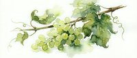 Watercolor grape branch with green leaves and fruit cluster on white background. Fresh vineyard botanical illustration for wine labels and kitchen decor.