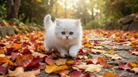 Fluffy white kitten with blue eyes sitting on autumn leaves in forest path during golden hour sunlight, fall season pet portrait.