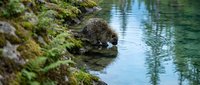 Wild raccoon drinking water from pristine forest stream surrounded by moss-covered rocks and lush green vegetation in natural woodland habitat.