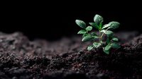 Young green seedling growing from rich dark soil against black background, symbolizing new beginnings, growth, and environmental sustainability.