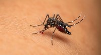 Aedes aegypti mosquito feeding on human skin showing detailed insect anatomy and blood-sucking behavior for medical and educational content.