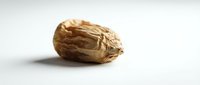 Single walnut in shell on white background isolated for healthy snacking and cooking ingredient concepts.