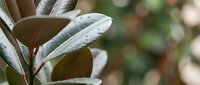 Close-up of rubber plant leaves with water droplets in soft natural light, showcasing fresh green foliage and morning dew for botanical and wellness themes.
