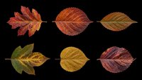 Autumn leaves collection in various fall colors isolated on transparent background, ready for clipart, t-shirt design, stickers, print-on-demand products and sublimation projects.