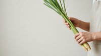 Close-up of hands holding fresh green onions or scallions with roots attached against neutral background for cooking and culinary content.