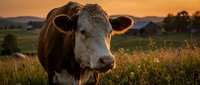 Brown and white cow standing in grassy field during golden hour sunset with mountains in background, farm animal portrait for agriculture concepts.