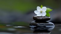 White jasmine flower on balanced zen stones in water creating peaceful spa atmosphere for meditation and wellness practices.
