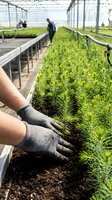 Hands in protective gloves planting young green seedlings in modern greenhouse nursery with workers tending crops in sustainable agriculture operation.