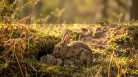 Wild rabbit sitting in natural forest habitat with golden sunlight filtering through trees creating warm atmospheric lighting for wildlife photography.