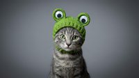 Cute tabby cat wearing a green knitted frog hat with googly eyes, sitting against a gray background, funny pet portrait.