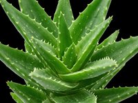 Aloe vera plant with fresh green leaves and water droplets, isolated on transparent background, ready for t-shirt designs, clipart, stickers, sublimation, and print-on-demand products.
