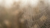 Spider web with morning dew drops in soft golden sunlight creating bokeh background for nature and macro photography projects.