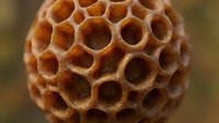 Natural honeycomb structure with hexagonal cells showing organic geometric pattern and golden brown wax texture for food and nature concepts.