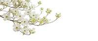 White dogwood flowers blooming on branches against clean background for spring designs and botanical projects.