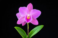 Pink orchid flower with bright fuchsia center and green leaves isolated on black background, macro photography showing delicate petal texture and botanical details.