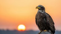 Majestic bald eagle perched on rock during golden sunset hour with warm orange sky background. Wildlife photography capturing powerful raptor bird of prey.