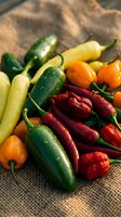 Fresh colorful hot chili peppers variety on rustic burlap sack for spicy cooking and seasoning in kitchen preparation.