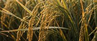 Golden rice grains ready for harvest in agricultural field during sunset creating warm natural farming background for organic food concepts.