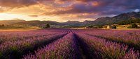 Lavender field rows stretching toward mountains under dramatic sunset sky with golden and purple clouds creating scenic agricultural landscape.