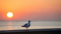 Seagull silhouette standing on beach at golden sunset with orange sky reflecting on calm ocean water creating peaceful coastal scene for travel content.