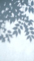 Soft blurred leaf shadows cast on white wall creating natural organic pattern for minimalist interior design and botanical aesthetic backgrounds.