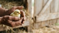 Farmer holding newborn yellow chick in weathered hands on rural farm, depicting agricultural care, poultry farming, and animal husbandry practices.