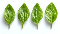Fresh green basil leaves arranged in row on white background, isolated herb for culinary and design projects, natural organic cooking ingredient.