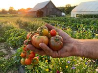 Farmer holding freshly harvested heirloom tomatoes in hand at sunset with vegetable garden and barn in background, agriculture and organic farming concept.