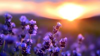 Purple lavender flowers blooming in field at golden sunset with mountains in background. Natural aromatherapy and relaxation concept for spa wellness design.