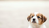 Adorable Australian Shepherd puppy with heterochromia looking up with curious expression against neutral background for pet care and training content.