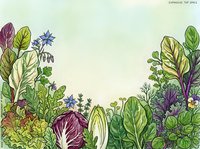 Vegetable garden border with hand-drawn leafy greens, cabbage, and wildflowers arranged on cream background. Suitable for recipe cards, cooking blogs, farmers market promotions, and garden-themed designs.