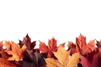 Vibrant autumn maple leaves in shades of orange, burgundy and yellow arranged in decorative border on white background, isolated design element for seasonal layouts.