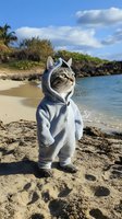 Tabby cat wearing gray hooded jumpsuit standing on tropical beach with ocean view and palm trees. Funny pet costume photo for social media and pet lifestyle content.