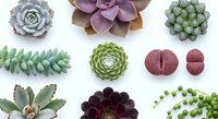 Collection of colorful succulent plants arranged on white background showing diverse shapes and textures for botanical design projects.
