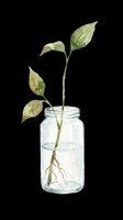 Watercolor plant cutting rooting in a glass jar with visible roots, isolated on transparent background, great for stickers, t-shirt design, and print on demand.