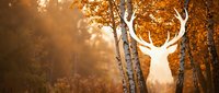 White deer silhouette standing in golden autumn forest with warm sunlight filtering through orange foliage creating magical woodland atmosphere.