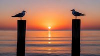 Two seagulls perched on wooden posts at sunset over calm ocean water with golden orange sky and sun reflection creating peaceful coastal scene.