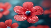 Red flower with water drops on petals against blurred teal background, creating dreamy macro photography effect. Delicate dew drops catch light on velvety petals.
